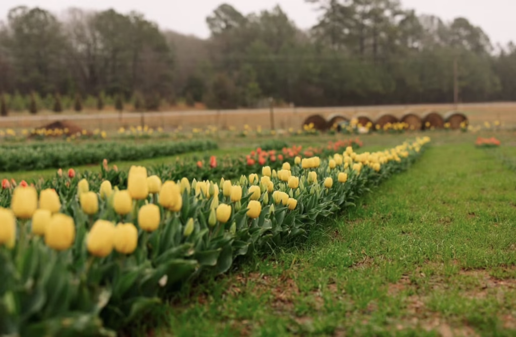 Tulip Field